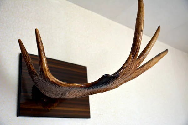 Duvarda geyik boynuzu