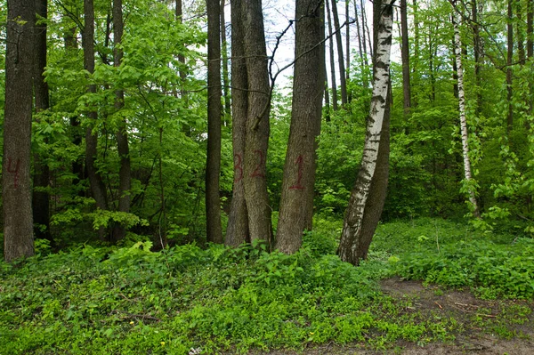 Printemps Dans Vieux Parc — Photo