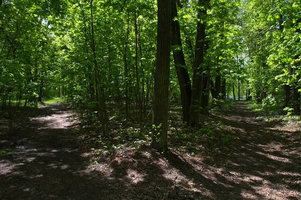             Eski parkta bahar geldi.