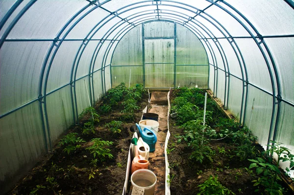 Bitkilerle dolu bir seranın iç görünümü