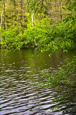 Asılı huş dalları ile göletin yeşil yüzeyi.