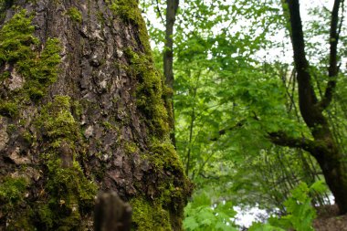Bahar ormanında bir ağaç gövdesinde yosun.