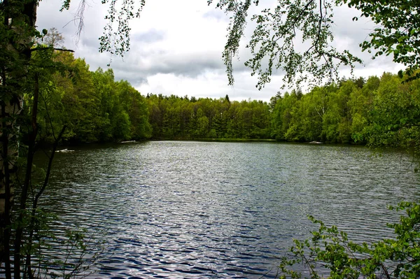 Het Groenachtige Oppervlak Van Vijver Met Overhangende Berken Takken — Stockfoto