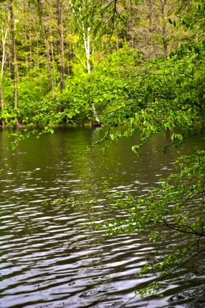 白樺の枝が張り出した池の緑豊かな水面 — ストック写真