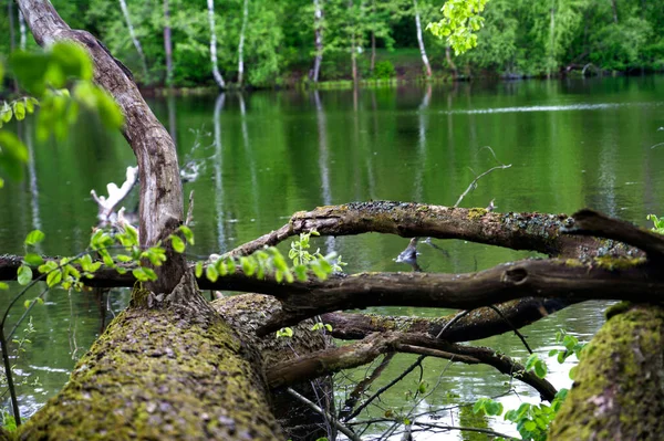 Superficie Verdosa Del Estanque Con Ramas Abedul Sobresalientes Árbol Caído — Foto de Stock