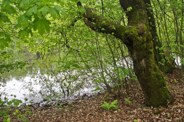 苔で覆われた古いポプラは水の方に向けられ — ストック写真