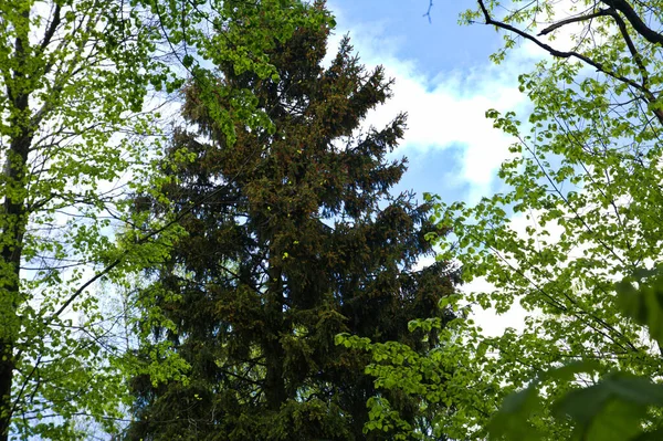 Picea Oming Bosque Primavera —  Fotos de Stock