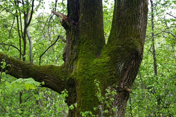 苔で覆われた古いポプラ — ストック写真