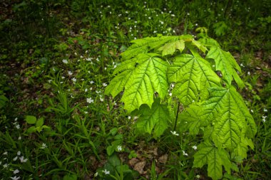 Bahar ormanındaki akçaağaçtan yeni filizlenmiş.
