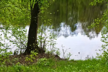 Göletin kıyısındaki kavak. Sahilden bahara kadar manzara.
