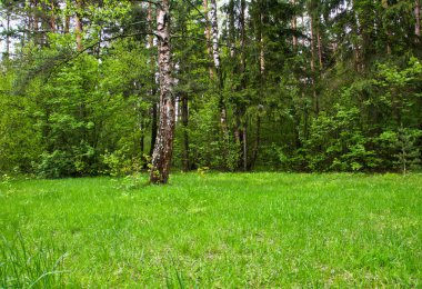 İlkbaharda huş ağacıyla kaplı orman.
