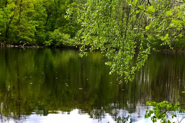 春の森の池の他の海岸 — ストック写真