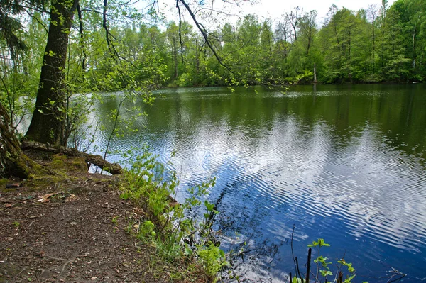 Göl kıyısından manzara. Su yüzeyi. Yeşil kıyılar. bulutlu hava.