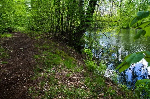 Rivage Étang Forestier Printemps Avec Des Arbres Des Buissons Croissance — Photo