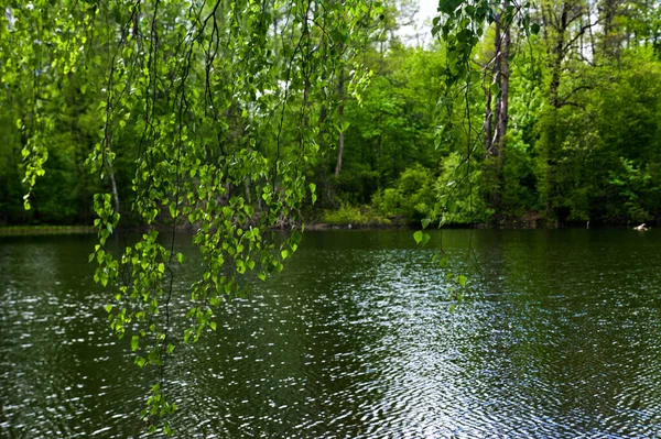 春の森の池の他の海岸 — ストック写真