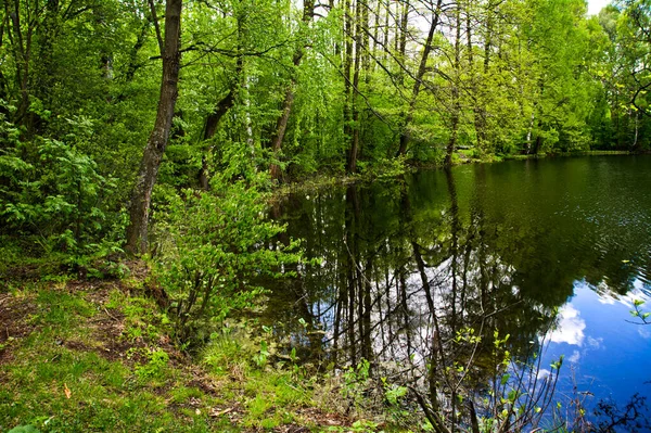 春には森の池の岸 木や茂みが生えています — ストック写真