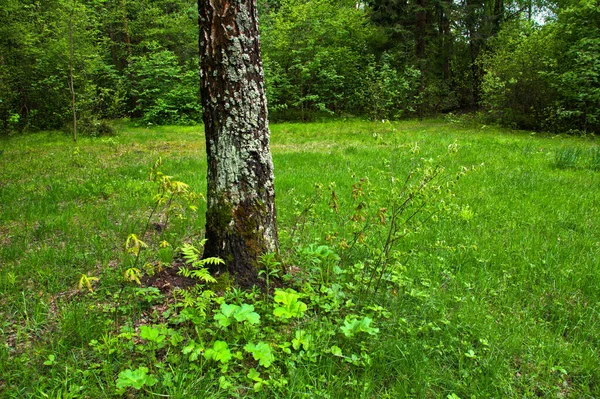 Nyírfa Törzs Egy Tisztáson Erdő Előtt — Stock Fotó