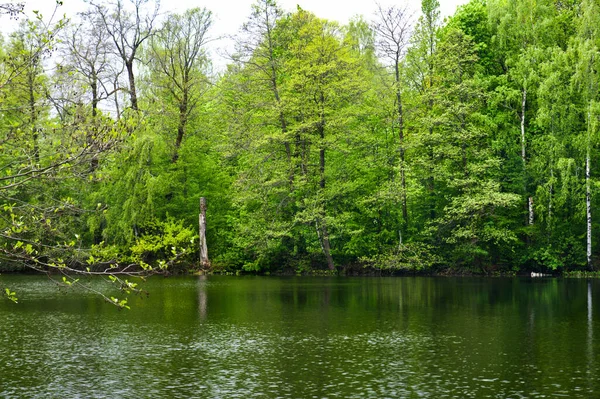 Other Shore Forest Pond Spring — Stock Photo, Image