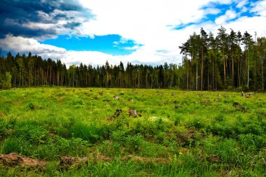 Orman, baharda, bulutlu bir havada kütüklerin kalıntılarıyla kaplıdır..