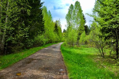 Spring Forest yolu taşla kaplı. Bulutlu.