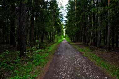 Dar orman yolu, karanlık bahar ormanı..