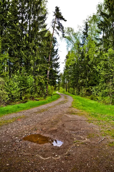 Uma Poça Uma Estrada Florestal Primavera Abafado — Fotografia de Stock