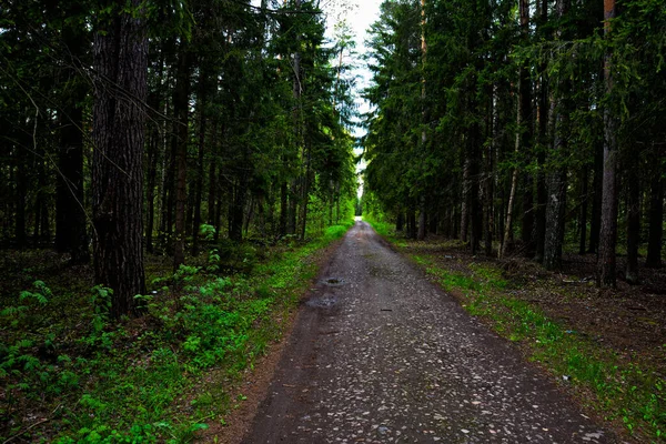 Estrada Floresta Estreita Floresta Primavera Escura — Fotografia de Stock