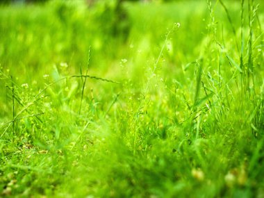 Parktaki yeşil çimenler bulanık arkaplanlı