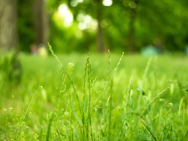 背景がぼやけている公園の緑の草 ストック画像