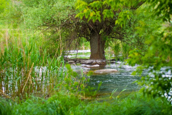 川の真ん中に生えている木の夏のショット — ストック写真