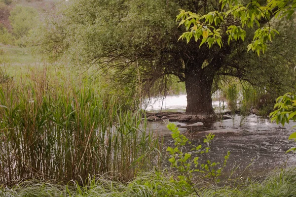 雨の中、川の真ん中に木が生えていた。 — ストック写真