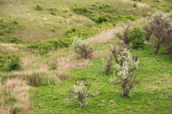 Hillside porośnięte zieloną trawą i drzewami — Zdjęcie stockowe