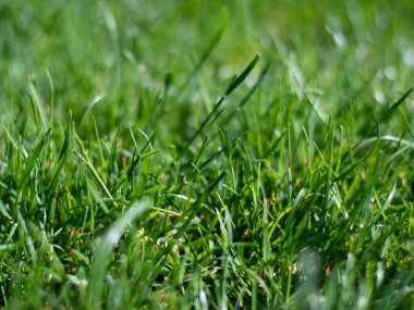 Ön planda yeşil çimenler taştı