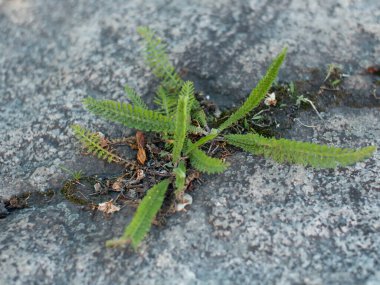Taşları delip geçen yeşil bitki