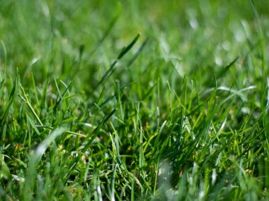 Ön planda yeşil çimenler taştı