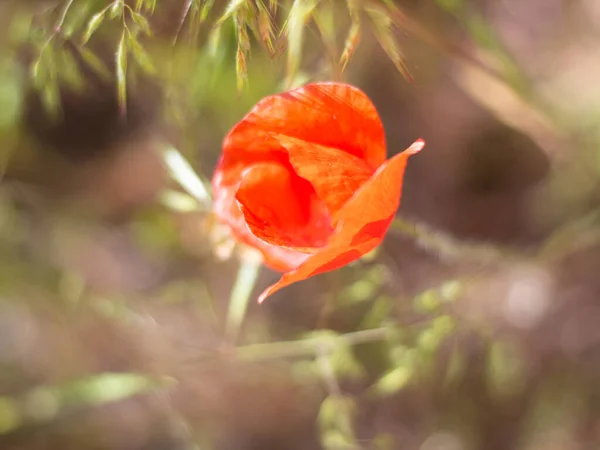 Rode bloem op een wazige achtergrond van gras — Stockfoto