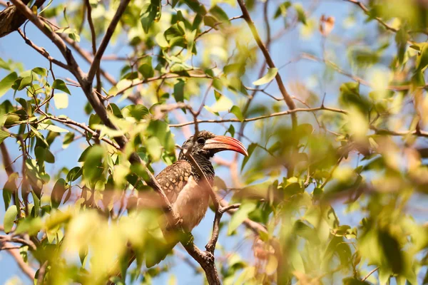 Hornbill Červenými Fakturami Stromě Damarlandu Namibii — Stock fotografie