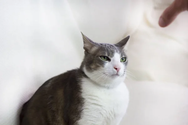 Adulto Branco Cinza Mimado Com Raiva Gato Olhando Para Mão — Fotografia de Stock