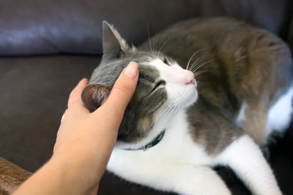 人类的手抚摸着一只白色的灰色成年猫的脑袋 对动物的爱快乐的猫可爱舒适的睡著了 女人抚摩着它的手 — 图库照片