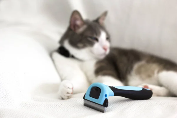 cat combing brush in the foreground in focus next to the blurred gray white cat on white sofa. Pets grooming home concept.