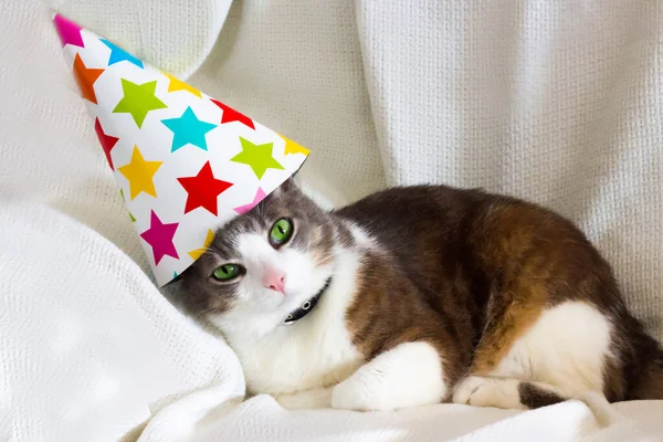 可爱的宠物猫 头戴生日宴会礼帽坐在白色沙发上 家猫生日的概念 宠物护理 — 图库照片