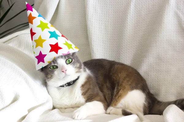 Bonito Animal Estimação Gato Tabby Com Chapéu Festa Aniversário Sentado — Fotografia de Stock