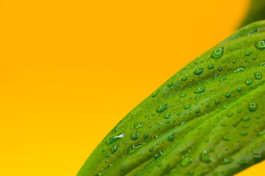 Sarı zemin üzerinde su damlaları olan yeşil yaprak. Metin için boşluk. Model