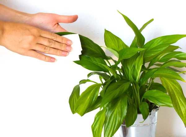 Mulher Mão Limpa Limpa Poeira Sujeira Folhas Flor Casa Verde — Fotografia de Stock