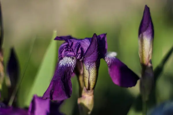 parlak mor zambak yakın plan arkaplanda bir tomurcuk
