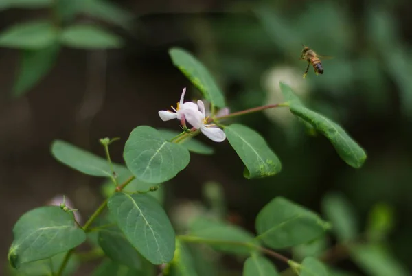 Yumuşak pembe çiçekli yeşil pancar ve kaz ciğeri üzerinde uçan arı