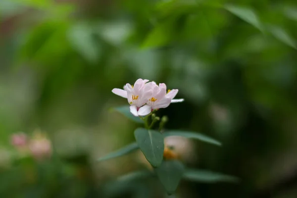 Soft Pink Flowers Petals Funerary Ornamental Leaves — Stock Photo, Image