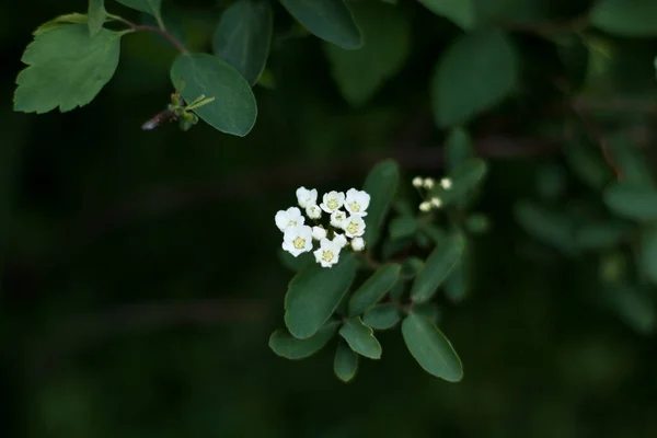 Gelinin beyaz çiçekleri, siyah yaprakların arka planında, fotoğrafın üst kısmında bir yaprağın üzerinde bir böcekle birlikte.