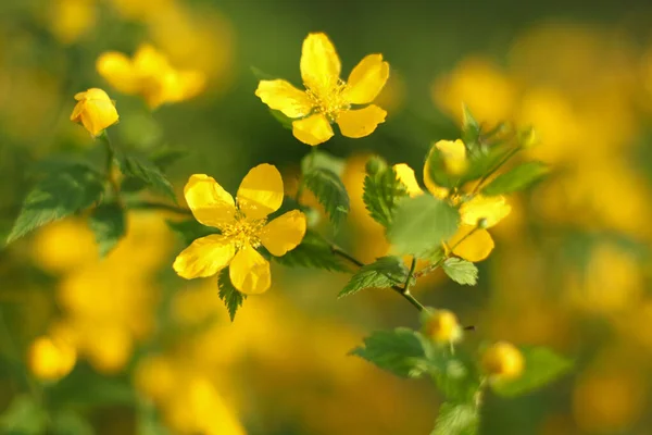 Güneş ışığında parlak sarı çiçekleri olan yakın plan dalları ve diğer sarı çiçeklerin arka planında