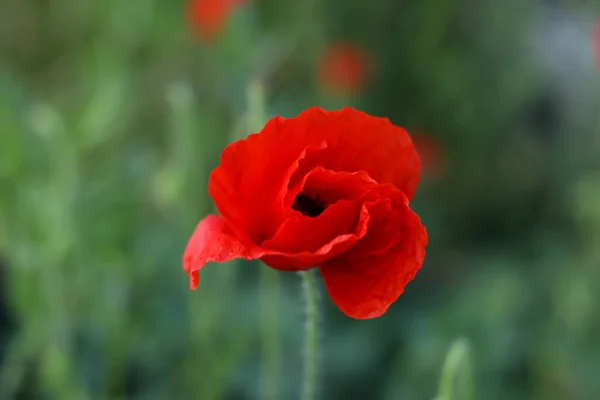 Çerçevenin ortasında yeşilliğin arka planında kırmızı gelincik çiçeği var.